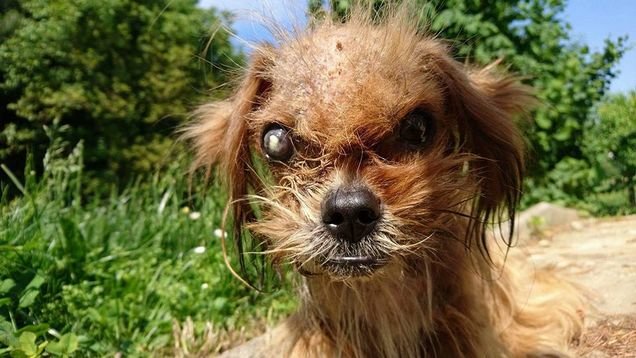 Illustration de l'article : La métamorphose de Frodo, ce chien atteint de la gale